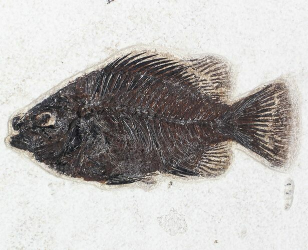 Priscacara Fossil Fish - Wyoming #63355